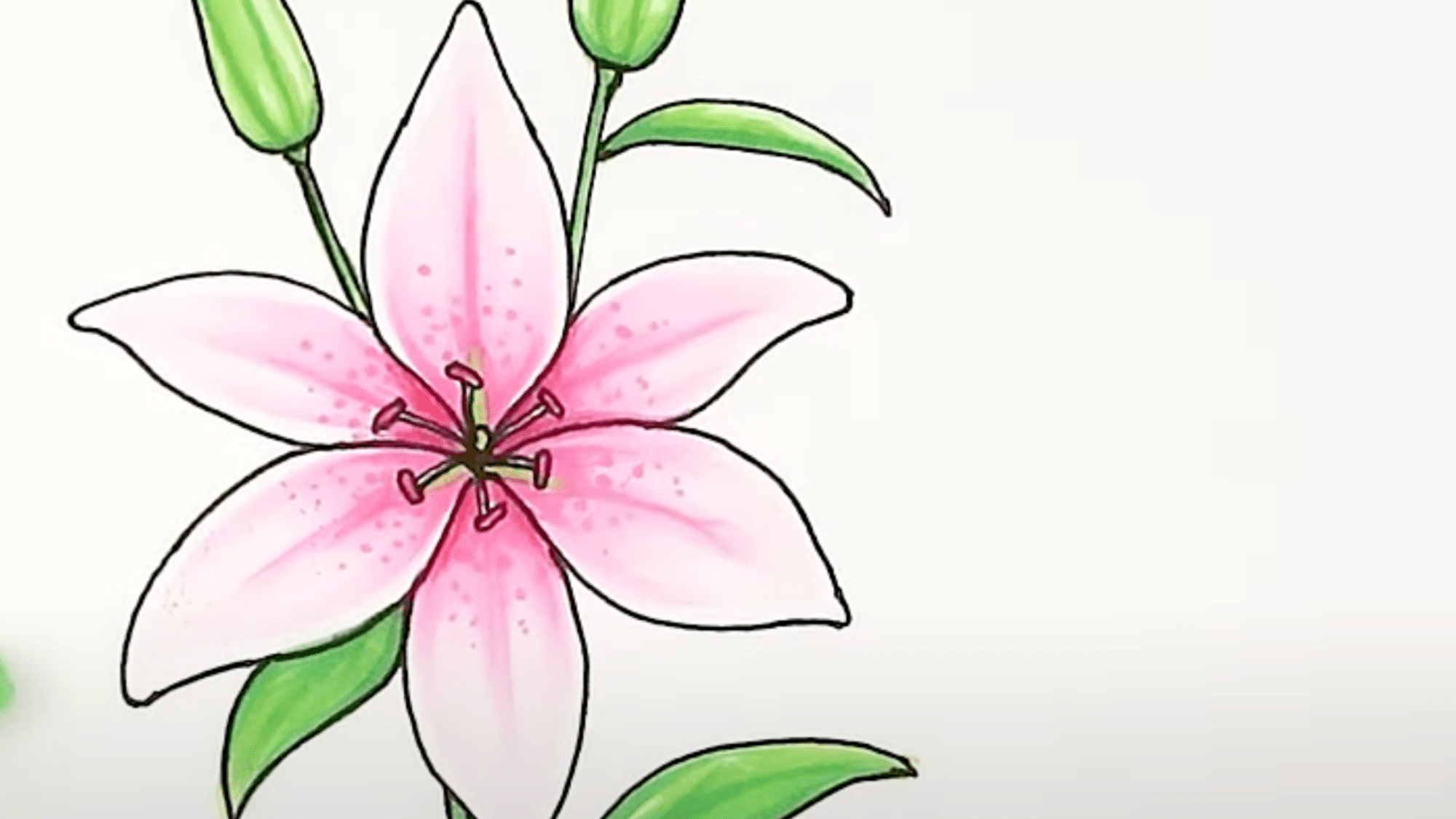 Bring_Your_Lily_to_Life_with_Color