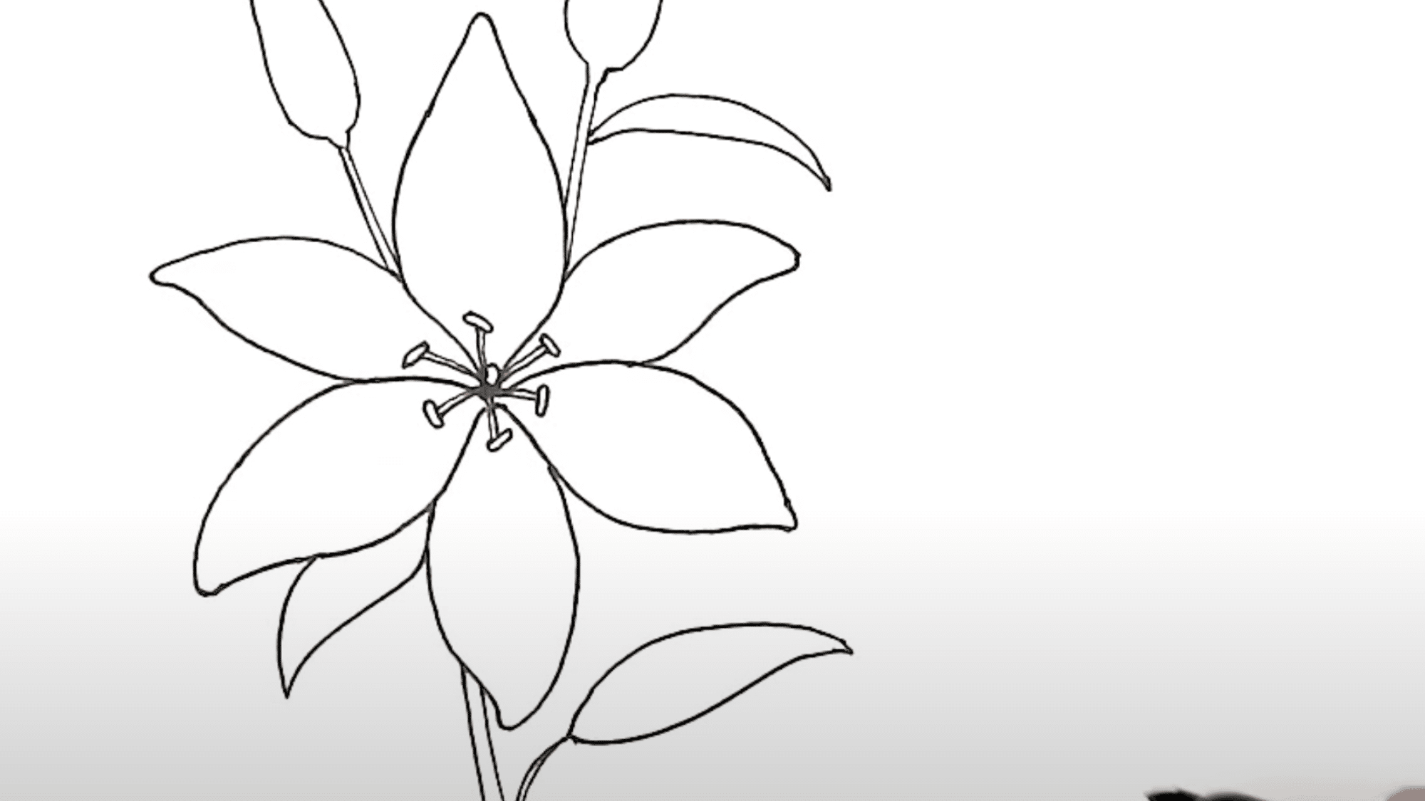 Draw_the_Stem_Buds_and_Leaves